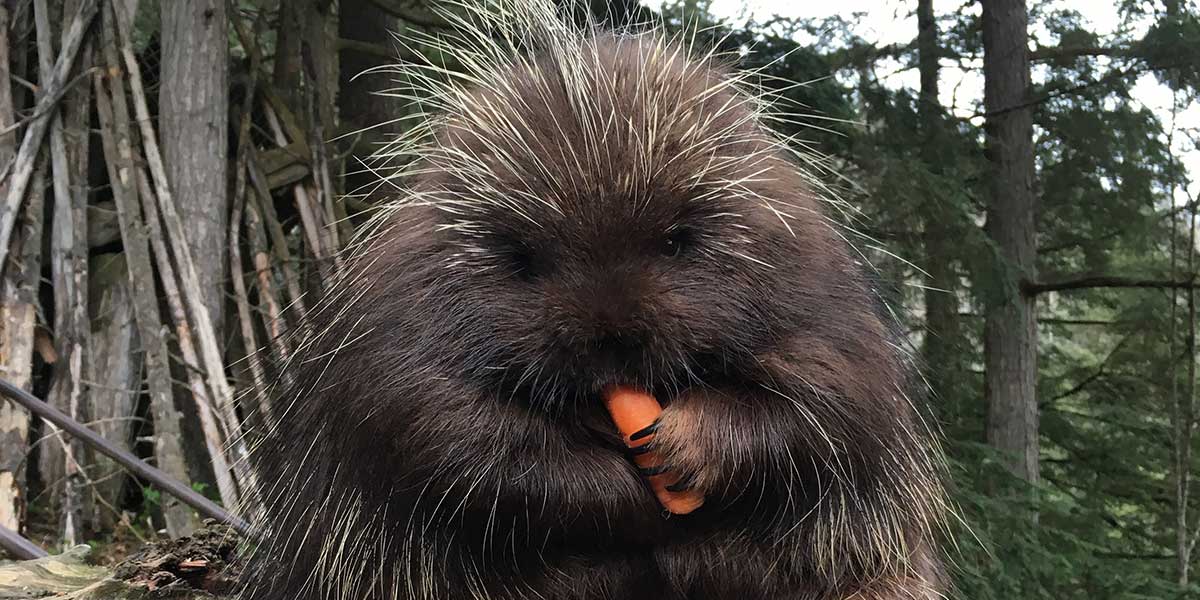 elena-hight-alaska-porcupine